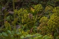 Small wild chipmunk sitting on the angelica plant