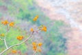 Small wild colorful yellow bird on the colorful orange tree. Royalty Free Stock Photo