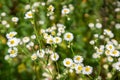 Small Wild Daisy Flowers in the Field Royalty Free Stock Photo