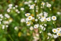 Small Wild Daisy Flowers in the Field Royalty Free Stock Photo