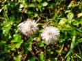 Small wild dandelion growing in the garden Royalty Free Stock Photo