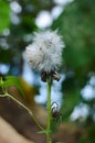 Small wild dandelion growing in the garden Royalty Free Stock Photo
