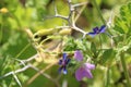 Small wild dark blue flowers hiden among the grass.