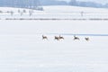 A small wild deer herd runs towards the forest on a field covered with snow in winter. Frightened animals run to a safe place