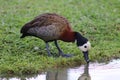 WILD BEAUTIFUL DUCK, GREEN GRASS IN THE BACKGROUND, CITY OF GUARAMIRIM, STATE OF SANTA CATARINA, SOUTH OF BRAZIL, MAY 2022 Royalty Free Stock Photo