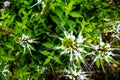 Small wild flowers on bush in the darien jungle. Royalty Free Stock Photo