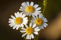 small wild flowers in form of neat cute chamomile
