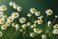 Small wild flowers in form of neat cute chamomile