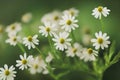Small wild flowers in form of neat cute chamomile
