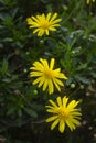 Trio of small yellow flowers in a garden