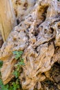 A small wild green plant between the gnarled root of an old tree