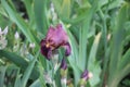 Small wild irises with purple buds closeup. Spring blooming purple flowers named Fleur-de-lis among green grass side view. Violet