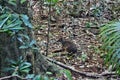 Small wild kangaroo pademelon in the park