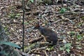 Small wild kangaroo pademelon in the park