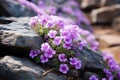 Small wild mountain flowers close up