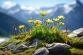 Small wild mountain flowers close up