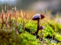 Small wild mushrooms and green moss close-up in the forest Royalty Free Stock Photo