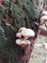 small wild mushrooms growing on dead tree trunks Royalty Free Stock Photo