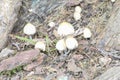 A group of mushrooms growing at the base of a tree Royalty Free Stock Photo