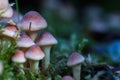 Small wild pale yellow pink and orange sulphur tufts forest mushrooms cluster in moss Royalty Free Stock Photo