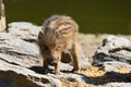 Small wild piglets in the forest. Animals in the wild, natural colorful background