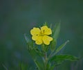 Small wild plant blooming with yellow flower Royalty Free Stock Photo