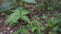 small wild plant with unique flowers