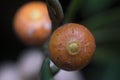 Image of wild shrub berry growth in the forest Royalty Free Stock Photo