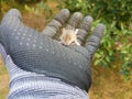 Small wild rodent climbing on a gloved hand