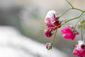 Small wild snow and ice covered pink rose bush in winter park or city street Royalty Free Stock Photo