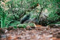 Small wild squirrel sitting in forest eating pine cone Royalty Free Stock Photo