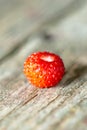 Small wild strawberry Royalty Free Stock Photo