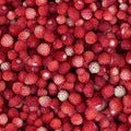 Small wild strawberry berries seamless background