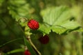 Small wild strawberry growing on stem outdoors, closeup Royalty Free Stock Photo