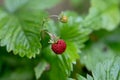 Small wild strawberry in the middle of the green bush Royalty Free Stock Photo