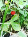 Small wild strawberry in natural enviroment. Royalty Free Stock Photo