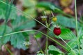 Small wild strawberry Royalty Free Stock Photo