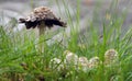 Small Wild Toadstool in Grass
