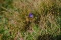 Small Wild Violet Flower in Green Grass