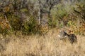 Warthog hiding in long grass in a South African game reserve