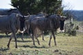 Small Wildebeest herd close up Royalty Free Stock Photo