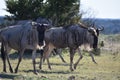 Small Wildebeest herd close up Royalty Free Stock Photo