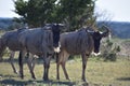 Small Wildebeest herd close up Royalty Free Stock Photo