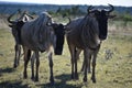 Small Wildebeest herd close up Royalty Free Stock Photo