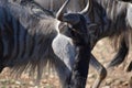 Small Wildebeest herd close up Royalty Free Stock Photo