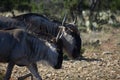 Small Wildebeest herd close up Royalty Free Stock Photo