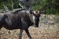 Small Wildebeest herd close up Royalty Free Stock Photo