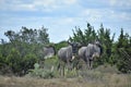 Small wildebeest herd portrait