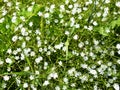 Common grass-leaved starwort Stellaria graminea