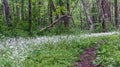 Small Wildflowers along Appalachian Trail